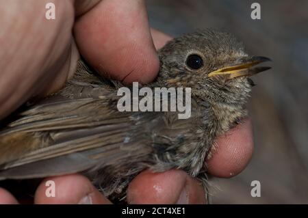 Jungtier-Rotkehlchen Erithacus rubecula für die Bänderung gefangen. Integral Natural Reserve von Inagua. Tejeda. Gran Canaria. Kanarische Inseln. Spanien. Stockfoto