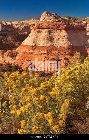 Blühende Rabbitbrush und Felsen in Calf Creek Campground Area, Grand Staircase Escalante National Monument, Colorado Plateau, Utah, USA Stockfoto