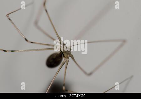 Harvestman in einem Haus, Cruz de Pajonales, Tejeda, Gran Canaria, Kanarische Inseln, Spanien. Stockfoto