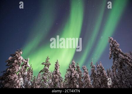 Nordlichter (aurora borealis) zeigen sich im Winter über schneebedeckten Bäumen in einem Wald in Finnisch-Lappland, im Polarkreis in Finnland Stockfoto