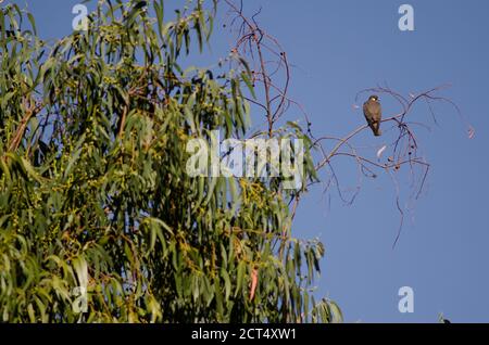 Eleonoras Falke Falco eleonorae thront auf einem Eukalyptuszweig. Der Nublo Rural Park. Tejeda. Gran Canaria. Kanarische Inseln. Spanien. Stockfoto