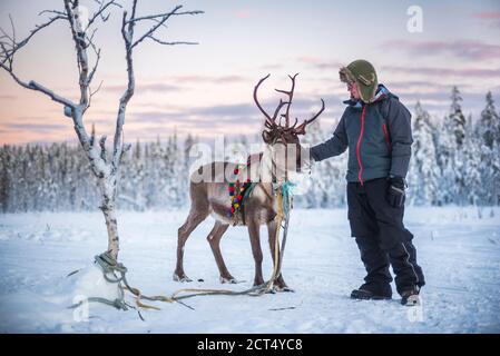 Person streicheln ein Rentier zu Weihnachten im Winter in der Arktis Kreis in Lappland, Finnland Stockfoto