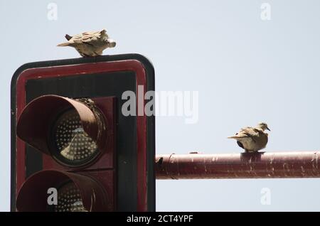 Eurasische Halstaube Streptopelia decaocto an einer Ampel. Aguimes. Gran Canaria. Kanarische Inseln. Spanien. Stockfoto