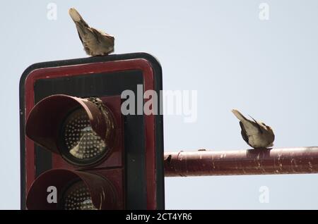 Eurasische Halstauben Streptopelia decaocto auf einer Ampel ruhen. Aguimes. Gran Canaria. Kanarische Inseln. Spanien. Stockfoto
