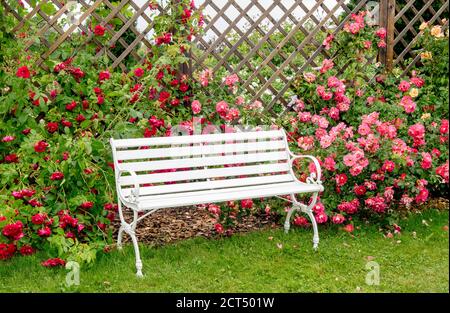 Weiße Parkbank im romantischen Stil im üppigen bunten Rosengarten mit Blüten am Sommertag. Braune Holz Mesh-Gitter Wandplatte, Pflanze Kleiderbügel. Stockfoto