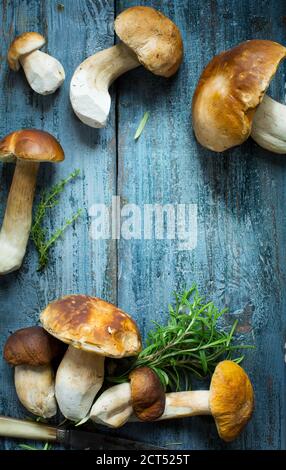 Pilze cep im Herbst; frische Wildpilze und Messer auf grauem Holztisch Stockfoto
