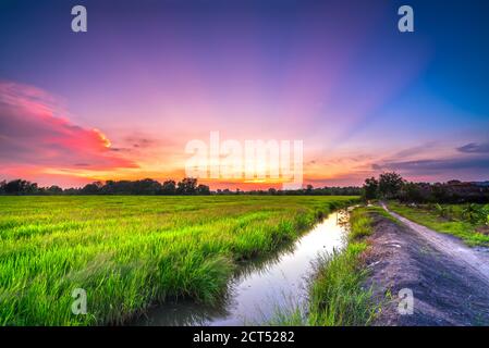 Sonnenuntergangsszene über Reisfeldern in der Erntezeit in Ruhe Auf dem Land Stockfoto