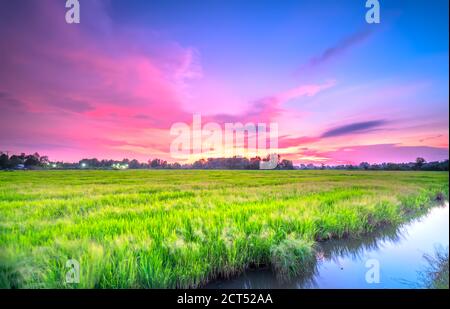 Sonnenuntergangsszene über Reisfeldern in der Erntezeit in Ruhe Auf dem Land Stockfoto