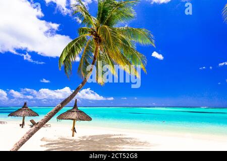 Perfekte tropische Strandlandschaft. Palmen über türkisfarbenem Meer und weißem Sand Stockfoto