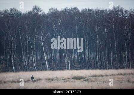 Spaziergang am Birch Tree Wald im Richmond Park, London, England Stockfoto