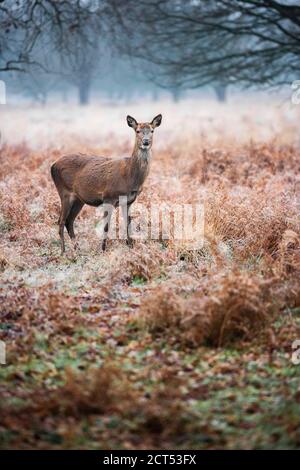 Red Deer (Cervus elaphus) in Richmond Park, London, England Stockfoto