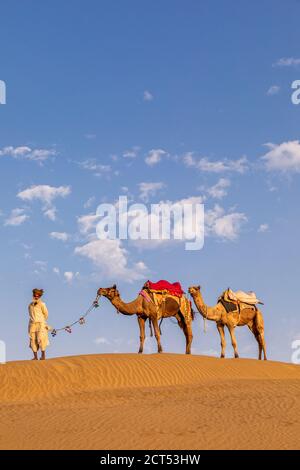 Ein alter Mann mit seinem Kamele, Wüste Thar, Rajasthan, Indien Stockfoto