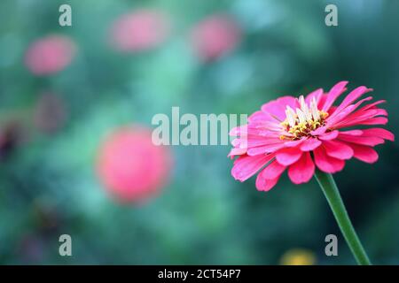 Nahaufnahme einer schönen lachsfarbenen Zinnia Blume im Garten. Selektiver Fokus mit unscharfem Hintergrund. Stockfoto