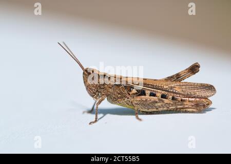 Braunes Heuschreckenmakro, Insektenansicht, isoliert auf weißem Hintergrund Stockfoto