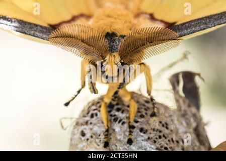 Komet Moth alias Madagascan Moon Moth (Argema mitrei), endemisch in Madagaskar Stockfoto