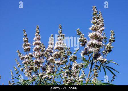 Vitex agnus castus Alba Stockfoto