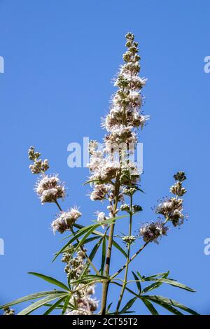 Vitex agnus castus Alba Blume Stockfoto