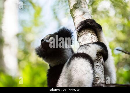 Indri aka Babakoto (Indri Indri), ein großer Lemur im Perinet Reserve, Andasibe-Mantadia National Park, Eastern Madagascar Stockfoto