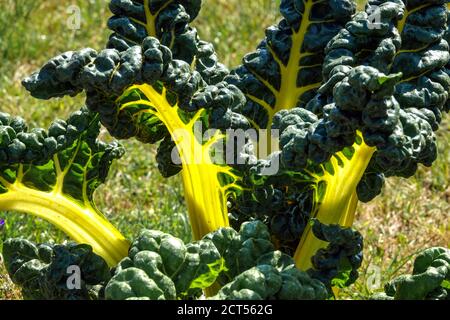 Gelbe mangold mangold Pflanze Stockfoto