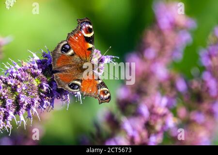 Pfau Schmetterling auf Blume Inachis io sitzt auf Agastache Schwarz Adder Stockfoto