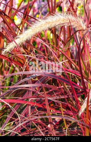 Pennisetum setaceum Feuerwerk roter Brunnen Gras Stockfoto