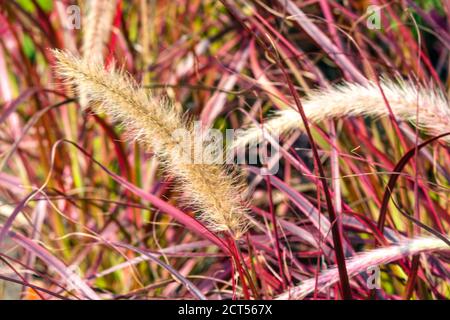 Pennisetum Fireworks Fountain Grass Autumn Grasses Pennisetum setaceum „Fireworks“ Stockfoto