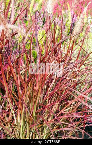 Brunnengras Pennisetum setaceum „Feuerwerk“ Stockfoto