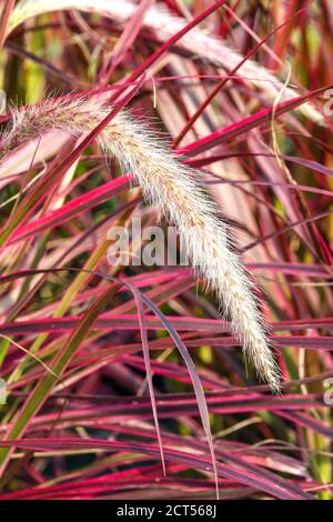 Red Pennisetum 'Fireworks' Fountain Grass Rispen Red Leaves Pennisetum setaceum Fireworks Stockfoto