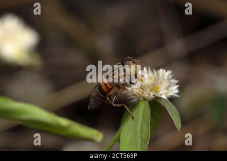 Schwebfliegenfütterung auf Nektar, Eristalinus taeniops, Satara, Maharashtra, Indien Stockfoto