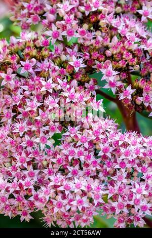 Stonecrop Sedum Matrona Stockfoto