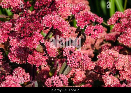 Sedum stonecrop Xenox Hylotelephium telephium 'Karfunkelstein' rote blühende Pflanze Stockfoto