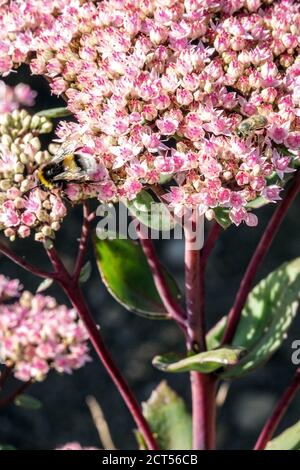 Stonecrop Sedum „Matrona“ Stockfoto