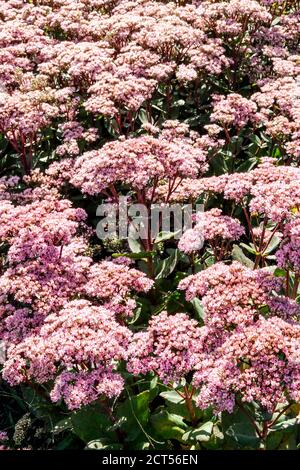 Stonecrop Sedum Matrona lila blühende September-Pflanze Stockfoto