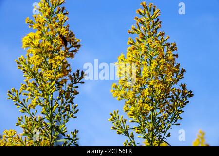 Solidago speciosa Ridigiscula gelbe Blüten blauer Himmel Stockfoto