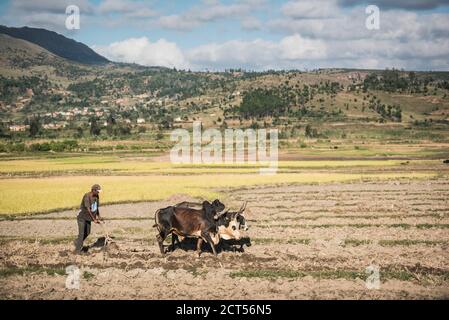 Pflügen mit Zebu in Manandoana Valley Reisfelder in der Nähe von Antsirabe, Madagaskar Central Highlands Stockfoto