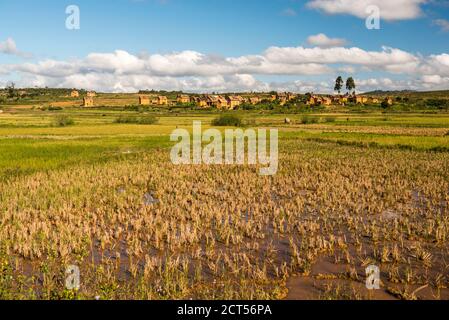 Reisfelder im mittleren Hochland Madagaskars in der Nähe von Ambohimahasoa, Haute Matsiatra Region Stockfoto