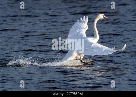 Stumme weiße Schwan auf Moldau Stockfoto