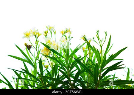 Gelb gefärbte Narzissen Blüten im Fokus mit weißem Hintergrund und Grüne Blätter Stockfoto