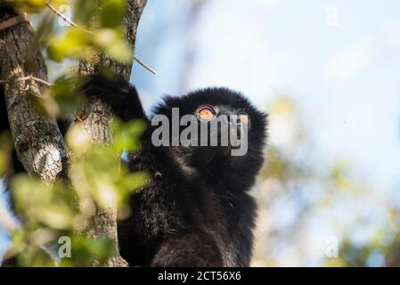 Milne-Edwards Sifaka (Propithecus Edwardsi), Ranomafana National Park, Madagaskar Central Highlands Stockfoto