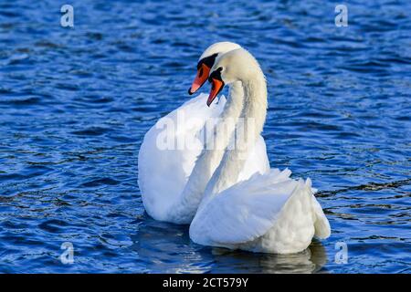 Stumme weiße Schwan auf Moldau Stockfoto