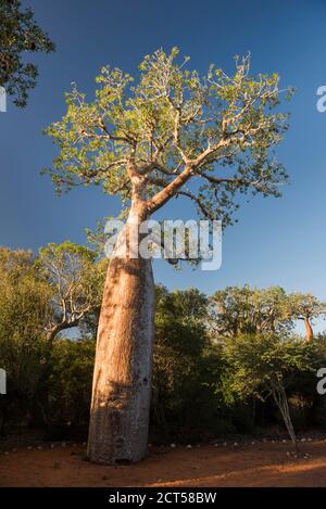 Baobab Baum in Spiny Forest, Parc Mosa a Mangily, Ifty, Südwesten Madagaskar, Afrika Stockfoto