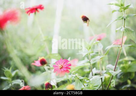 Früher nebliger Morgen mit hellem Sonnenlicht im Garten Zinnia. Einige der schönen lachsfarbenen Blüten werden Samen. Unscharfer Hintergrund Stockfoto