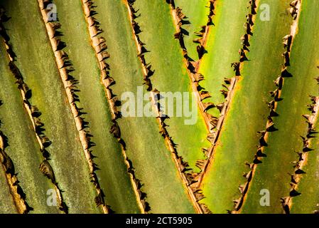 Parson-Chamäleon (Calumma parsonii), endemisch in Madagaskar Stockfoto