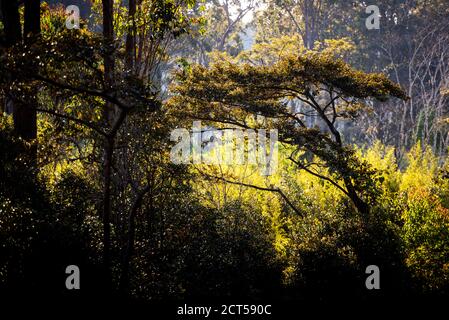 Regenwaldlandschaft bei Andasibe, Madagaskar, Afrika Stockfoto
