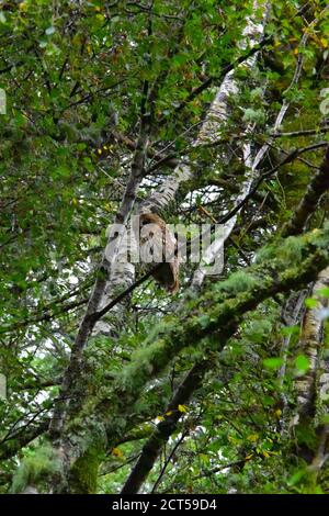 Waldkauz Stockfoto
