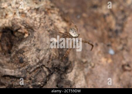 Signature Spinne, Argiope Aemula, Satara, Maharashtra, Indien Stockfoto