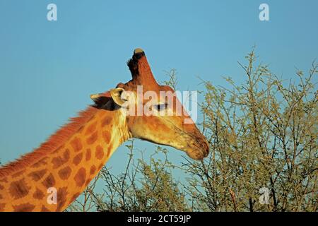 Nahaufnahme des Kapgiraffenkopfes (Giraffa camelopardalis giraffa) Akazie essen Stockfoto