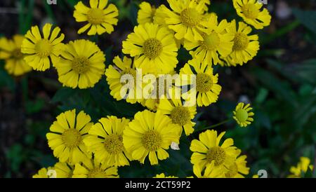 Schöne lebendige gelbe Gänseblümchen Blumen mit grünem Laub im Hintergrund Stockfoto