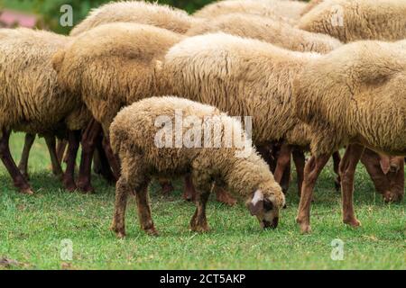 Lamm grasen auf einer grünen Wiese in den Bergen Stockfoto