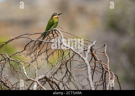 Madagaskar Bienenfresser (auch bekannt als Olive Bee-eater, Merops superciliosus), Isalo Nationalpark, Ihorombe Region, Madagaskar Stockfoto